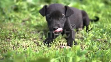 小狗，黑色的颜色正在草地上翻转